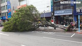 台北市士林區中正路發生路樹倒塌事件，還砸傷1名61歲婦人。（圖／翻攝畫面）