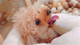 毛孩也能享身心靈服務！回訪率超高的桃園寵物旅館《家-毛孩-療癒旅館》（業配勿用）