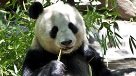 ▲熊貓（圖／翻攝自pixabay）