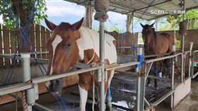憂風雨傷馬匹　業者防颱出招「貨車當盾牌」