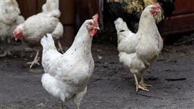 ▲雞（圖／翻攝自pixabay）