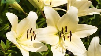 秋季養生吃什麼？中醫推「4食物」養陰潤燥