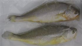 凍大黃魚被檢出不得用於水產類的動物用藥「恩氟奎林羧酸」。（圖／食藥署提供）