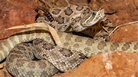  響尾蛇 (圖／PIXABAY)