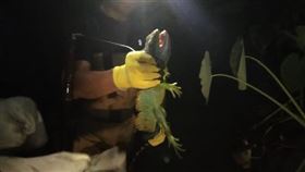 亞洲水龍,北埔,卵巢,繁殖,孵化（圖／新竹縣政府提供）