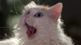 ▲cat（圖／翻攝自pixabay）