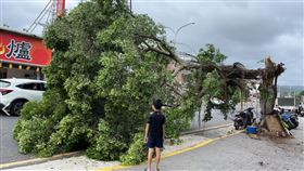 山陀兒,颱風,新北,三峽,介壽路,路樹,倒塌,騎士,驚險
