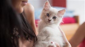 ▲cat（圖／翻攝自pixabay）