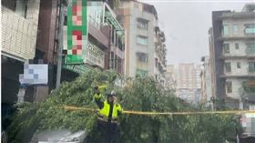 颱風山陀兒強襲高雄，路樹倒塌壓傷騎士6區民眾收到強風警報。（圖／翻攝畫面）