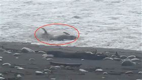 台東海豚擱淺。（圖／翻攝畫面）