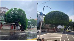 山陀兒,颱風,高雄,安全帽樹（圖／翻攝記者爆料網）