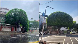 山陀兒強風破紀錄！高雄「安全帽樹」倒了