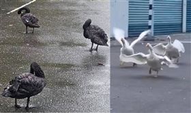 山陀兒,「三頭鵝」（右）,「三坨鵝」（左）
（圖／翻攝自臉書 @武陵農場 Wuling Farm／＠Yen Lin Chen）