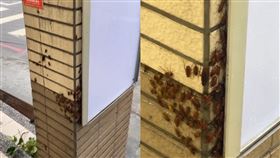 妹子驚見「蟑螂躲颱風」：連家都沒了。（圖／翻攝自Threads）