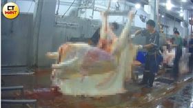 ▲雅勝冷凍食品股份有限公司出租空間給業者屠宰，卻有肉品業者在廠區內對牛隻活體灌水。（圖／本刊攝影組）