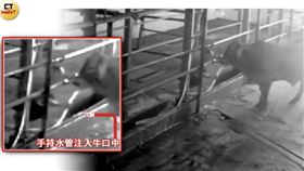 北台淪陷！防檢署放任灌水牛流入市面　不法血腥金額近千萬