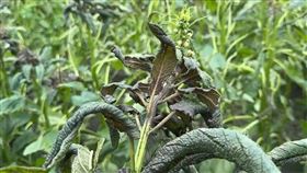 沒有颱風，彰化農民哭了，芝麻倒一片，鹽風吹害枯萎(圖／翻攝畫面)