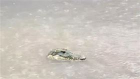 裝飾鱷魚　（圖／Threads＠tzuling0115）