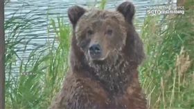 美胖熊週賽前鬧出「熊」命 棕熊打架害延期