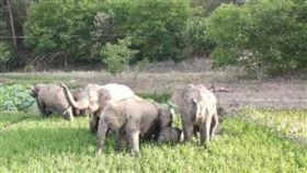 ▲雲南保護區的15隻大象一路逛。（圖／翻攝自Google map）