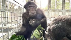 黑猩猩（壽山動物園提供）