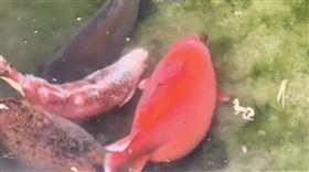 山東錦鯉十一連假撐死！遊客狂餵魚已變豬（圖／翻攝微博）
