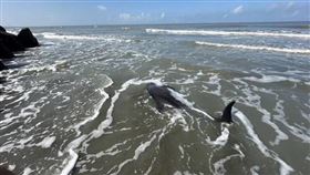 台南青山漁港,小虎鯨,小虎鯨擱淺
（圖／海保署提供）
