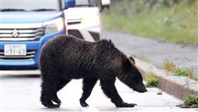 2023 年 9 月 22 日，棕熊在北海道斜裡町的道路上行走。（圖／美聯社／達志影像）