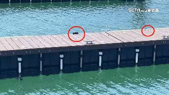 山陀兒狂風吹碰撞毀損　船主控羊角用黏的