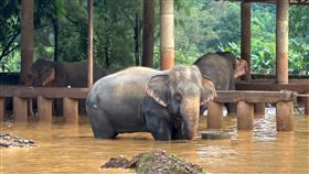 泰國熱門旅遊勝地清邁連日降雨導致洪災。圖為大象保護區4日受淹水侵襲。（圖／路透社／達志影像）