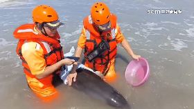 v四鯨豚迷路1200