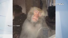 v樹倒猴睡窗1200