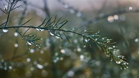 ▲露水（示意圖／翻攝自pixabay）