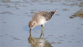 三寮灣紅蔥田裡覓食中的過境水鳥長趾濱鷸(特生中心提

供_洪夢祺攝)