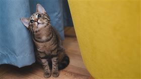 貓,貓咪,家貓,寵物,愛貓（圖／Pixabay）