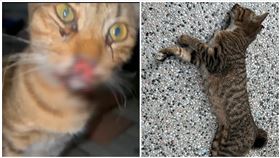 台南,流浪貓,貓屍,餵毒,盧崑福,議員