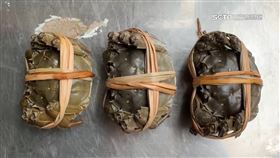 9月圓臍10月尖! 大閘蟹活潑度越高愈新鮮