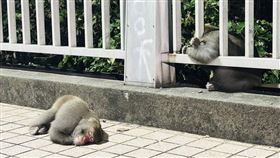 有民眾連3天發現，元亨寺到壽山動物園之間的人行道多了不少獼猴倒頭就睡，可憐模樣惹人心疼。（圖／陳博正提供）