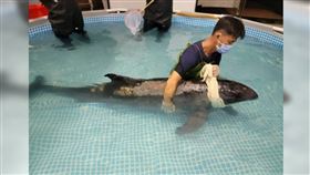 台南市將軍青山漁港沙灘日前發現有4隻小虎鯨擱淺，其中1隻因為受傷，被成大海洋生物暨鯨豚研究中心收養治療，最終在治療3天後不幸離世。（圖／Facebook／成大海洋生物暨鯨豚研究中心）