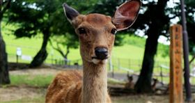 頻傳旅客遭刺傷！日本奈良鹿攻擊性上升　保護團體將發「嚴重注意」示警