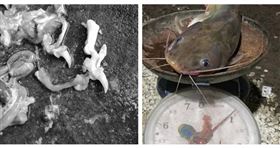 ▲泰國一名男子釣到鯰魚肚裡附贈「人類指甲」。（圖／翻攝自 The Ghost Radio）

