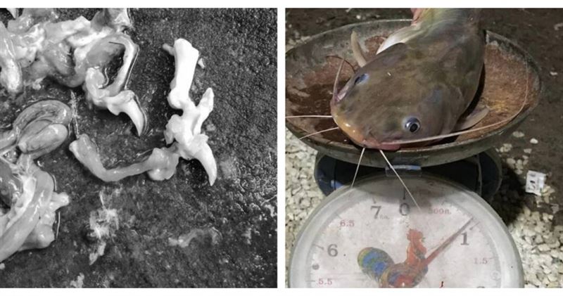 釣大尾鯰魚剖開有指甲、皮膚　真相超駭人