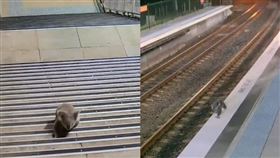 澳洲新南威爾斯州交通局公布的影片顯示，一隻無尾熊7日凌晨誤入首府雪梨一座火車站。（圖取自facebook.com/TransportForNSW）
