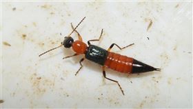 隱翅蟲（圖／翻攝iNaturalist生物資料庫）