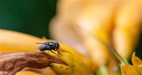 ▲小蒼蠅停食物數秒還能吃？衛生專家給答案。(圖／Pixabay)

