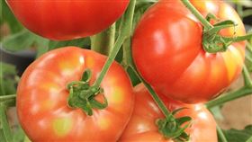 番茄(圖/翻攝自/pixabay)