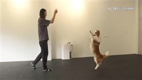 獨家／舞出台灣之光！正妹訓犬師「與狗共舞」摘冠