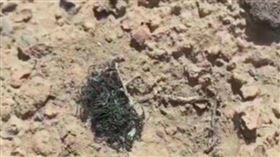 ▲「野生髮菜」屬於大陸國家一級保護植物。（圖／翻攝自微博）