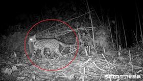 友善棲地萌虎驚喜現蹤果園／翻攝畫面