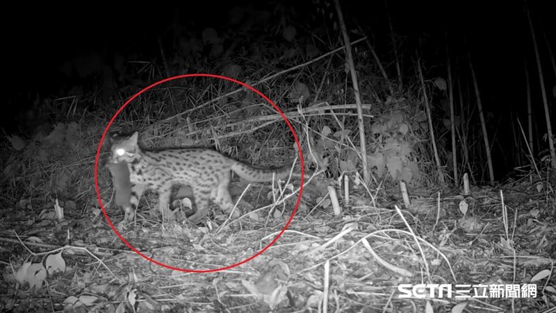 果園竟變野生動物園　牠們蹤跡全被拍下！